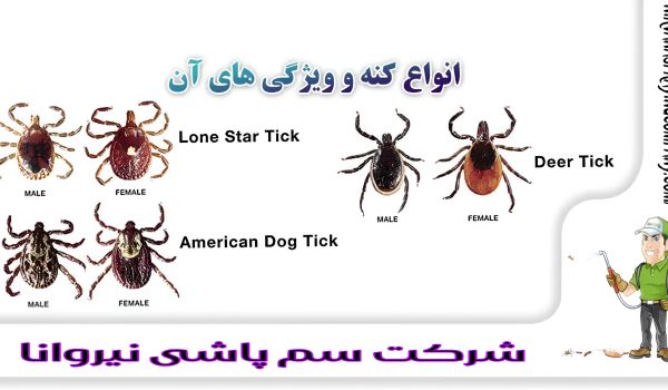 سم پاشی انواع حشره کنه