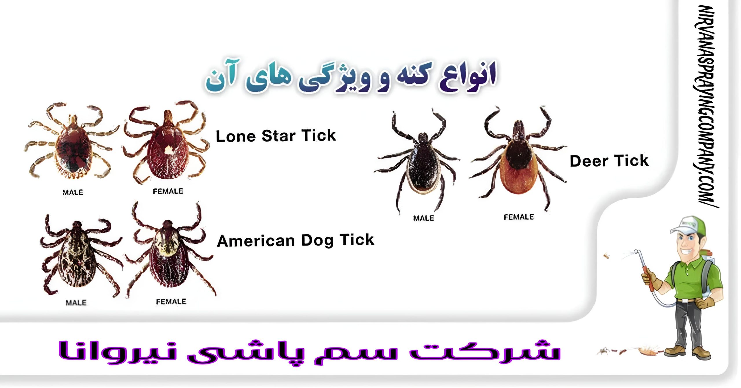 سم پاشی انواع حشره کنه