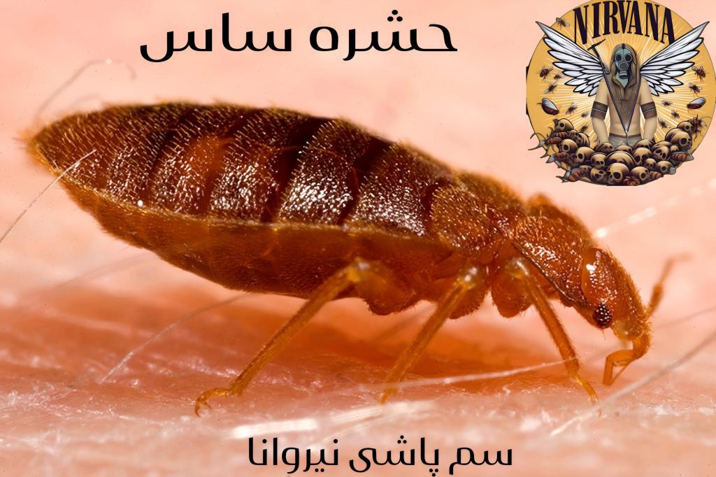 سمپاشی ساس