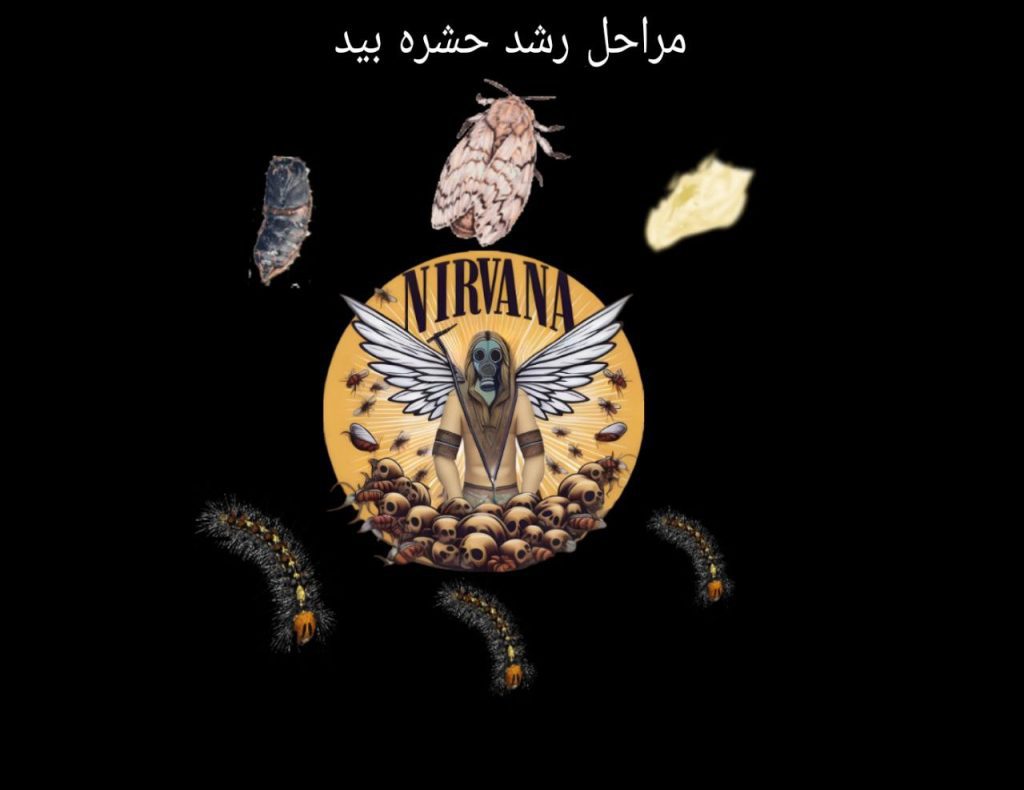 سمپاشی بید